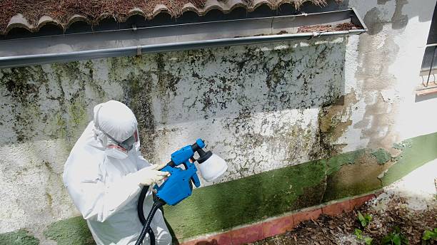 Trusted Mold Removal service in Rockwood, VA - Cheap Mold Removal